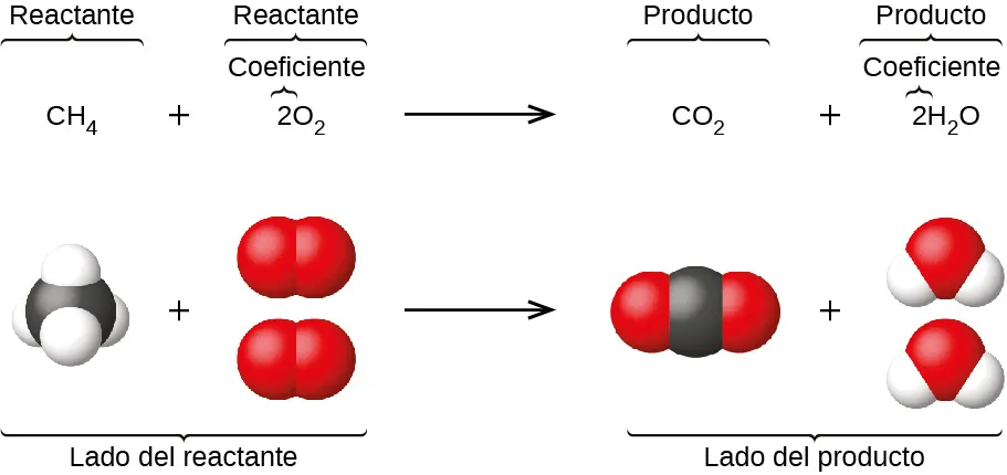 Esta figura muestra una ecuación química balanceada seguida de una representación de la ecuación utilizando modelos de espacio lleno. La ecuación dice que C H subíndice 4 más 2 O subíndice 2 flecha C O subíndice 2 más 2 H subíndice 2 O. Bajo el C H subíndice 4, la molécula se muestra con una esfera negra central, que representa un átomo de C, a la que se distribuyen uniformemente alrededor 4 esferas blancas más pequeñas, que representan átomos de H. Los cuatro átomos de H están unidos al átomo de C central negro. Esto va seguido de un signo de suma. Bajo el 2 O subíndice 2 se muestran dos moléculas. Cada una de las moléculas está compuesta por dos esferas rojas unidas entre sí. Las esferas rojas representan átomos de O. A la derecha de una flecha y bajo el C O subíndice 2, aparece una única molécula con una esfera central negra con dos esferas rojas unidas a la izquierda y a la derecha. Tras un signo de suma y bajo el 2 H subíndice 2 O, hay dos moléculas, cada una con una esfera roja central y dos esferas blancas más pequeñas unidas a los lados inferior derecho e inferior izquierdo de la esfera roja central. Observe que en los modelos de espacio lleno de las moléculas, las esferas aparecen ligeramente comprimidas en las regiones donde hay un enlace entre dos átomos.