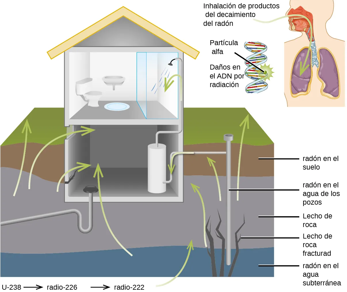 Se muestra una imagen recortada del lateral de una casa y cuatro capas del suelo sobre el que se apoya, así como una segunda imagen recortada de la cabeza y la cavidad torácica de una persona. La casa se muestra con un baño en el segundo piso y en la planta baja o primer piso un calentador de agua. Las flechas verdes conducen desde la capa más baja del suelo, marcada como "radón en el agua subterránea", desde la tercera capa del suelo, marcada como "lecho de roca" y "lecho de roca fracturado", desde la segunda capa, marcada como "radón en el agua del pozo", y desde la capa superior, marcada como "radón en el suelo hasta el interior de la zona del sótano". En la imagen más pequeña del torso, se muestra una flecha verde que penetra las fosas nasales de la persona y viaja hasta los pulmones. Esto está marcado como "inhalación de productos de decaimiento del radón". Una pequeña estructura helicoidal enrollada junto al torso lleva la marcación "partícula alfa" en una sección en la que tiene un patrón de estrellas y “daños al A D N debido a la radiación" en otro segmento.