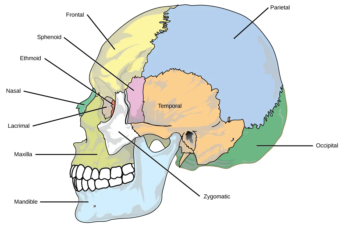 The bones of the skull are shown from the side. The mandible is the lower jaw bone. The maxilla is superior to the mandible, comprising the upper lip and side of the nasal region. The nasal bone is anterior. The lacrimal is on the inside of the eye socket. The ethmoid is posterior to the lacrimal.  The frontal bone is large, and takes up the forehead region. The zygomatic, or cheekbone, is lateral to the eye socket. The sphenoid is just behind the zygomatic. The temporal bone makes up much of the side of the skull. The parietal is large, taking up much of the top and rear portions of the skull. The occipital bone makes up the lower back of the skull.