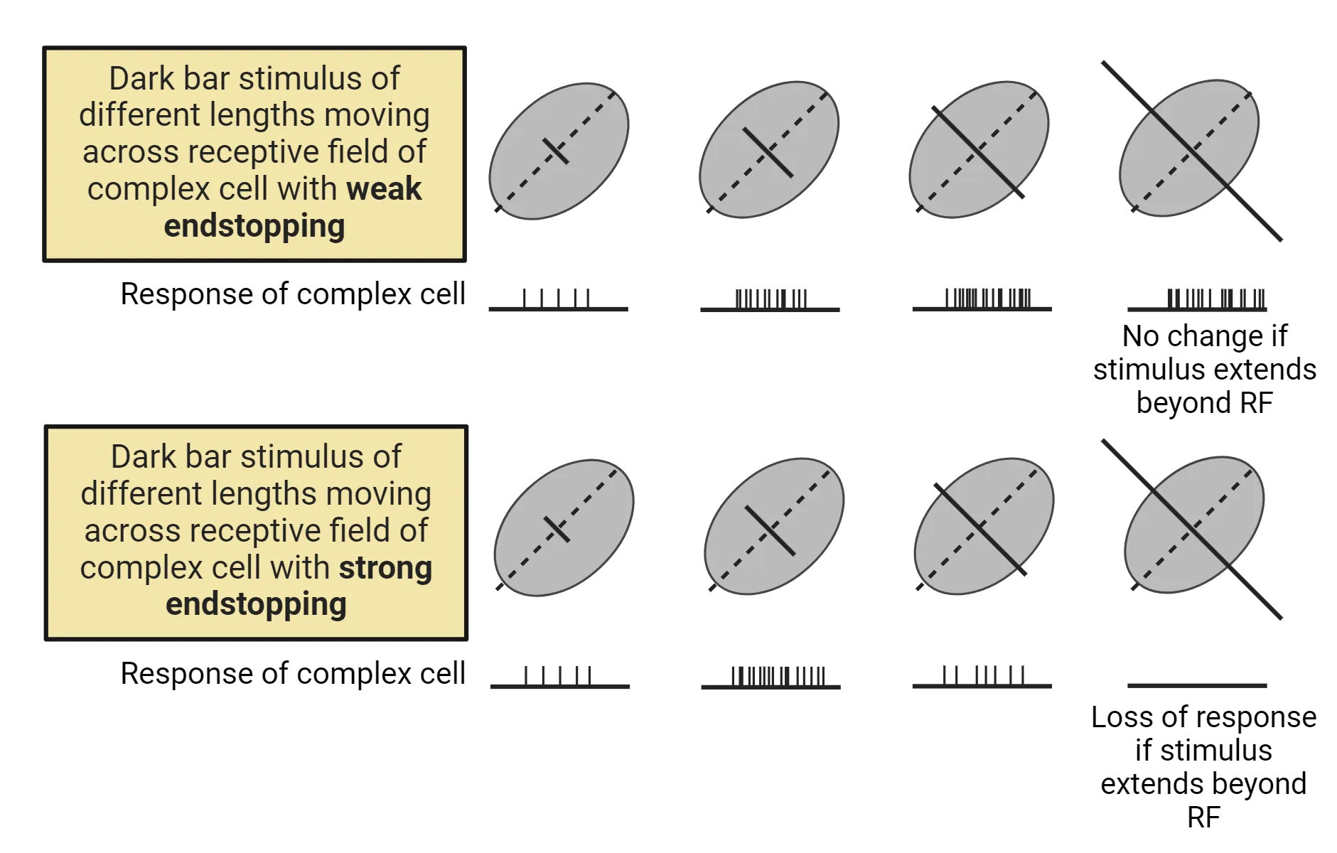 Top shows dark bar stimulus of different lengths on an oval-shaped receptive field. The bar is perpendicular to the long axis of the oval. Action potential firing is represented as weak when the bar is small, well within the receptive field and greater as the bar gets longer. The action potentials remain at high frequency even when the bar extends beyond the receptive field. This is weak endstopping. Bottom shows similar diagrams, with bar growing from small and within receptive field then getting larger until it extends beyond the receptive field. Here, the action potentials increase as the bar elongates until the bar extends beyond the receptive field. If it extends a little beyond the field, action potentials reduce some and if it extends further, action potentials are completely inhibited. This is strong endstopping.