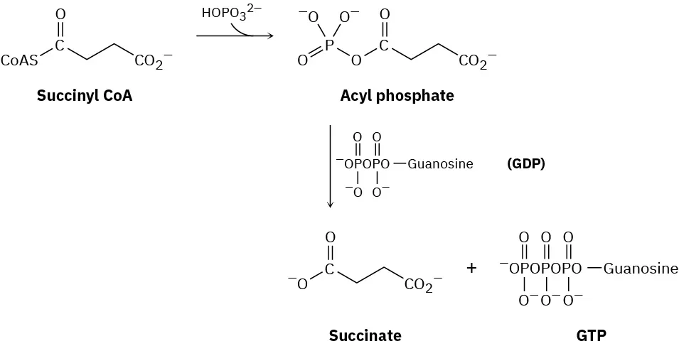 Conversion of succinyl coenzyme A to succinate and G T P. The process involves use of hydrogen phosphate to make an acyl phosphate, followed by reaction with guanosine diphosphate.