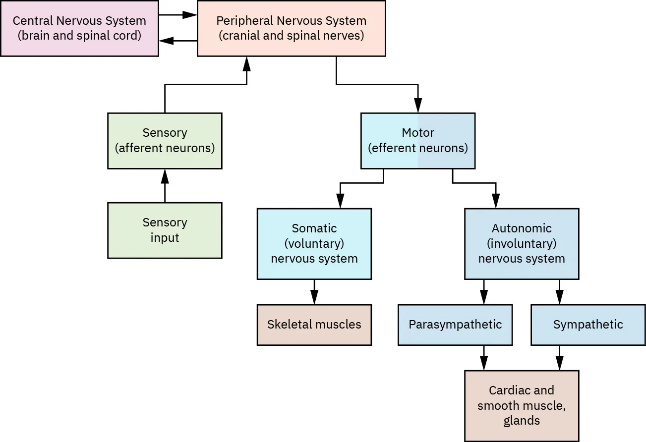 A diagram flow chart of the sympathetic and parasympathetic nervous system. At the top are two boxes. One is labeled Central Nervous System (brain and spinal cord). The other is Peripheral Nervous System (cranial and spinal nerves). There are arrows going from each of the boxes to the other. Going to the Peripheral Nervous System box are arrows from two boxes: Sensory (afferent neurons) and Sensory input. From the Peripheral Nervous System box is an arrow going to another box labeled Motor (efferent neurons). From here there is an going to a box labeled Somatic (voluntary) nervous system, and another arrow from here to a box labeled skeletal muscles. Another set of arrows from the Motor box goes to Autonomic (involuntary) nervous system. Two arrows follow from this box to parasympathetic box and a sympathetic box. Two arrows from these boxes flow to another box labeled cardiac and smooth muscle, glands.