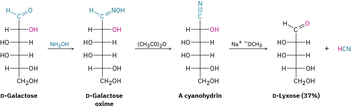 Wohl degradation reaction. D-galactose reacts with hydroxylamine to form D-galactose oxime which reacts with acetic anhydride to give cyanohydrin. Cyanohydrin reacts with sodium methoxide to form D-lyxose (37 percent yield).