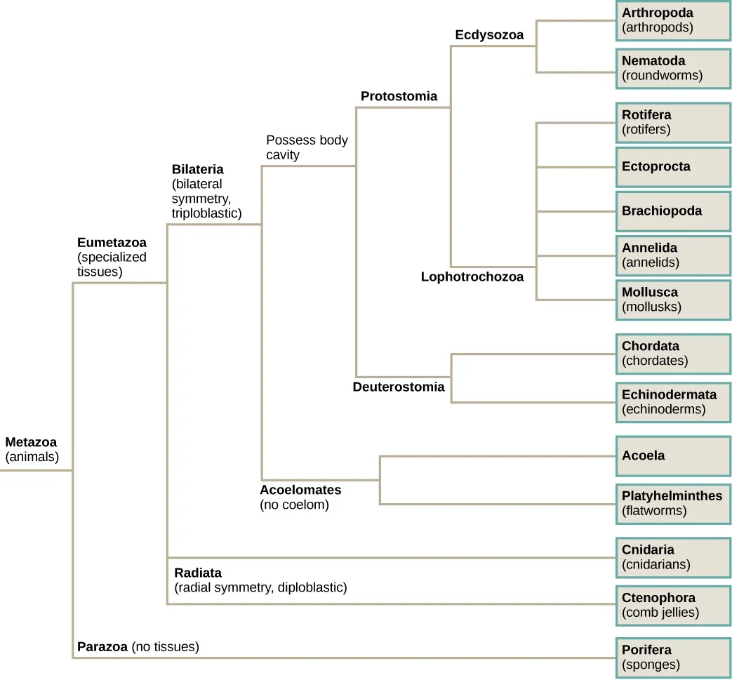 The phylogenetic tree of metazoans, or animals, branches into parazoans with no tissues (sponges) together with Ctenophora as sister branches, and Parahoxozoa which branches into Placozoa and Eumetazoans with specialized tissues. Eumetazoans branch into Radiata, diploblastic animals with radial symmetry, and Bilateria, triploblastic animals with bilateral symmetry. Radiata includes cnidarians. Bilateria branches into Acoela, which have no body cavity, and Protostomia and Deuterostomia, which possess a body cavity. Deuterostomes include chordates and echinoderms. Protostomia branches into Lophotrochozoa and Ecdysozoa. Ecdysozoa includes arthropods and nematodes, or roundworms. Lophotrochozoa includes Mollusca, Annelida, Brachopoda, Ectoprocta, Rotifera, and Platyhelminthes.
