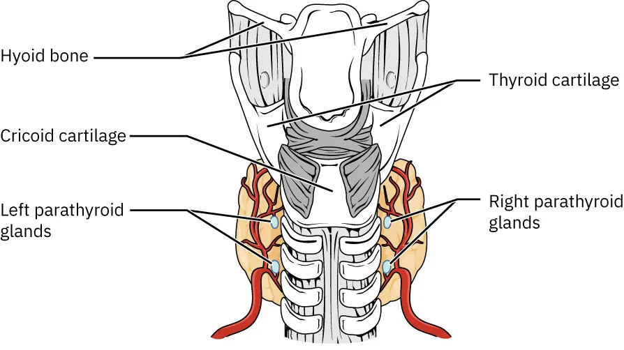 Diagram of parathyroid glands on the thyroid gland with parts labeled: Hyoid bone, Thyroid cartilage, Cricoid cartilage, Right and Left parathyroid glands.