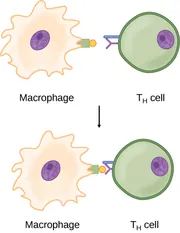 An irregularly-shaped cell labeled macrophage has a smooth, oval nucleus containing a small dark circle. A rectangular protrusion with a circle on its right end extends from a two-part protrusion of the membrane on the right side of the macrophage. To the right, a smooth, circular T H cell with a similar nucleus has a horizontal protrusion from its left side above a “Y”-shaped antibody that extends from the cell membrane with its fork facing outward. An arrow points downward to show that the circle from the macrophage is enclosed within the fork of the antibody of the T H cell.