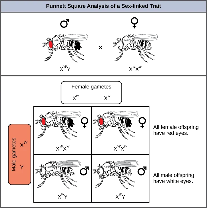 This illustration shows a Punnett square analysis of fruit fly eye color, which is a sex-linked trait. A red-eyed male fruit fly with the genotype X^{w}Y is crossed with a white-eyed female fruit fly with the genotype X^{w}X^{w}. All of the female offspring acquire a dominant X^{W} allele from the father and a recessive X^{w} allele from the mother, and are therefore heterozygous dominant with red eye color. All the male offspring acquire a recessive X^{w} allele from the mother and a Y chromosome from the father and are therefore hemizygous recessive with white eye color.