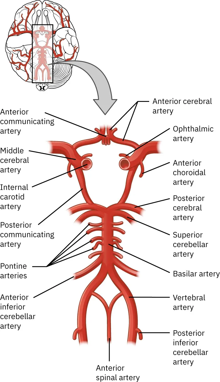 A diagram showing Circle of Willis, labeling Anterior communicating artery, Middle cerebral artery, Internal carotid artery, Posterior communicating artery, Pontine arteries, Anterior inferior cerebellar artery, Anterior cerebral artery, Ophthalmic artery, Anterior choroidal artery, Posterior cerebral artery, Superior cerebellar artery, Basilar artery, Vertebral artery, Posterior inferior cerebellar artery, Anterior spinal artery.