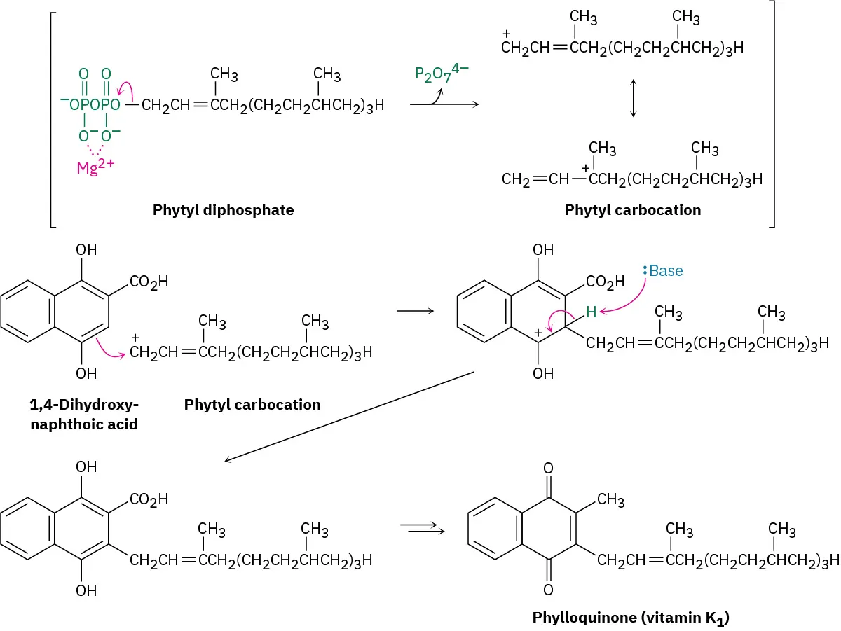 Phytyl diphosphate forms phytyl carbocation, which reacts with 1,4-dihydroxynaphthoic acid to form phylloquinone (vitamin K 1).