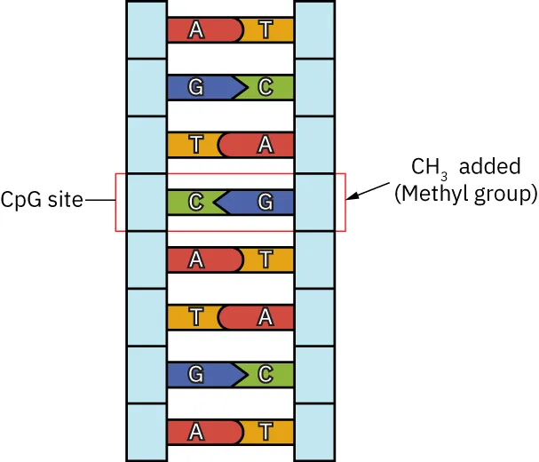 A diagram of DNA showing it as a straight ladder. This makes it easier to see the bases (which can now be labeled with the letters A, T, C or G directly on the image. On an C-G rung, a label says “CpG site, CH3 added (methyl group).