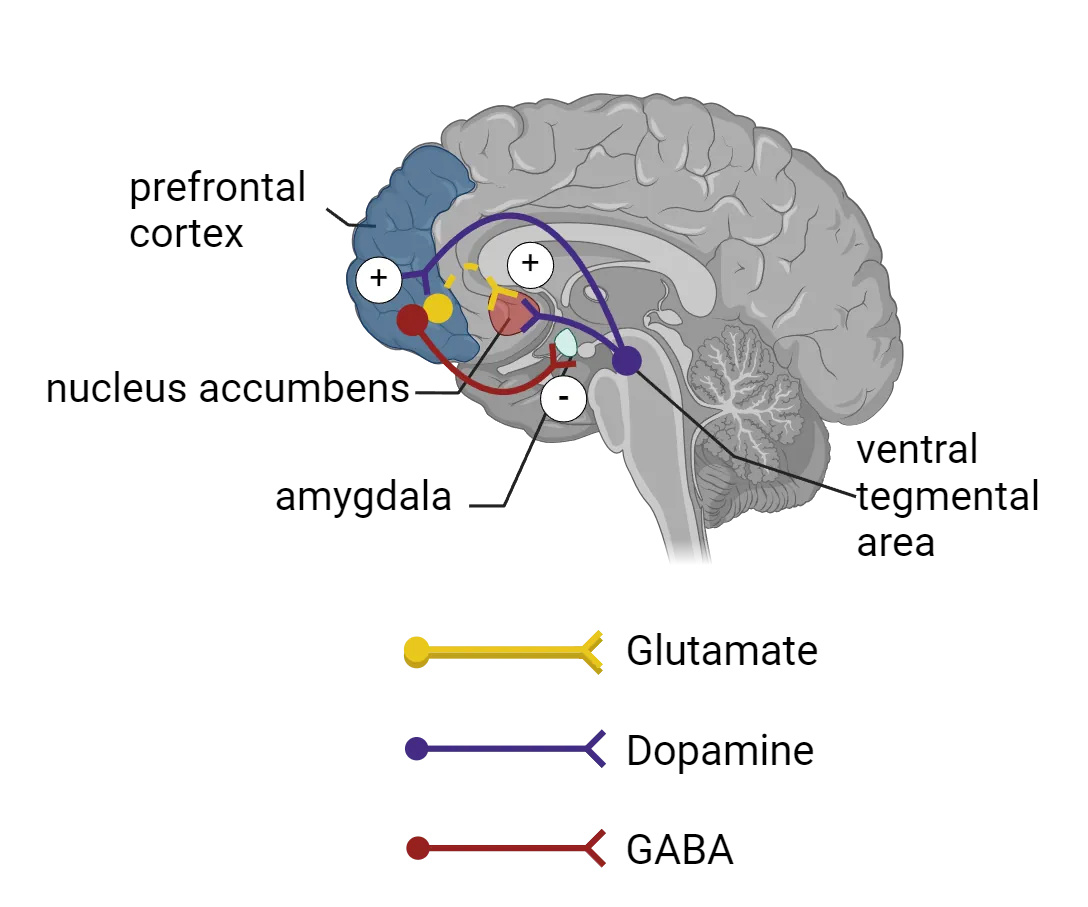 Diagram of midline sagittal view of human brain. Prefrontal cortex is show in frontal lobe, with nucleus accumbens just posterior, still within the ventral frontal lobe. Amygdala is shown in subcortical temporal lobe. Ventral tegmental area is in brainstem. Ventral tegmental area projects excitatory dopamine connections to prefrontal cortex and nucleus accumbens. Prefrontal cortex sends inhibitory GABA connections to  amygdala and excitatory glutamate connections to nucleus accumbens.