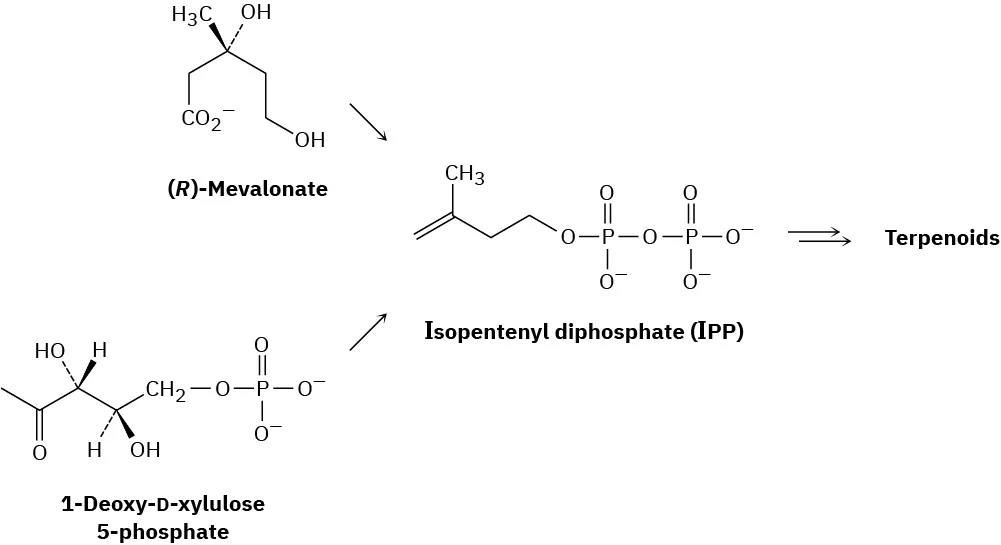 Thye condensation of (R)-mevalonate and 1-deoxy-D-xylose-5-phosphate leads to the formation of isopentenyl diphosphate (I P P). This further forms terpenoids.