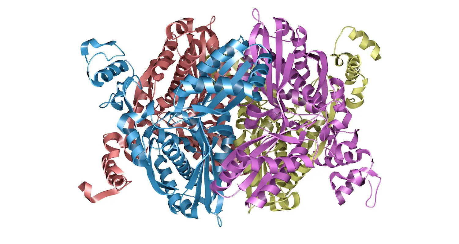The ribbon model of the enzyme HMG-CoA reductase showcasing pink, green, brown, and purple ribbons coiled.