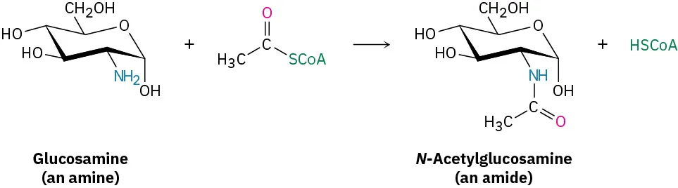 The reaction shows the conversion of glucosamine (amine) to N-acetylglucosamine (amide) and a product with the structure H S C o A on reaction with methyl coenzyme A.