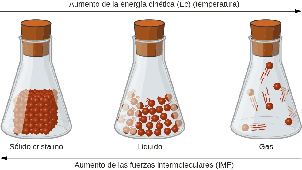 Tres frascos sellados están marcados, de izquierda a derecha como "Sólido cristalino", "Líquido" y "Gas". El primer frasco contiene un cubo compuesto por pequeñas esferas que se asientan en el fondo, mientras que el segundo frasco muestra un montón de pequeñas esferas en el fondo que están espaciadas a una pequeña distancia unas de otras y tienen líneas alrededor para indicar el movimiento. El tercer matraz muestra unas cuantas esferas separadas entre sí con líneas más grandes que indican el movimiento. Hay una flecha hacia la derecha que abarca la parte superior de los tres frascos. La flecha está marcada como "Aumento de K E ( temperatura )". Hay una flecha orientada a la izquierda que abarca el fondo de los tres frascos. La flecha está marcada como " I M F en aumento".