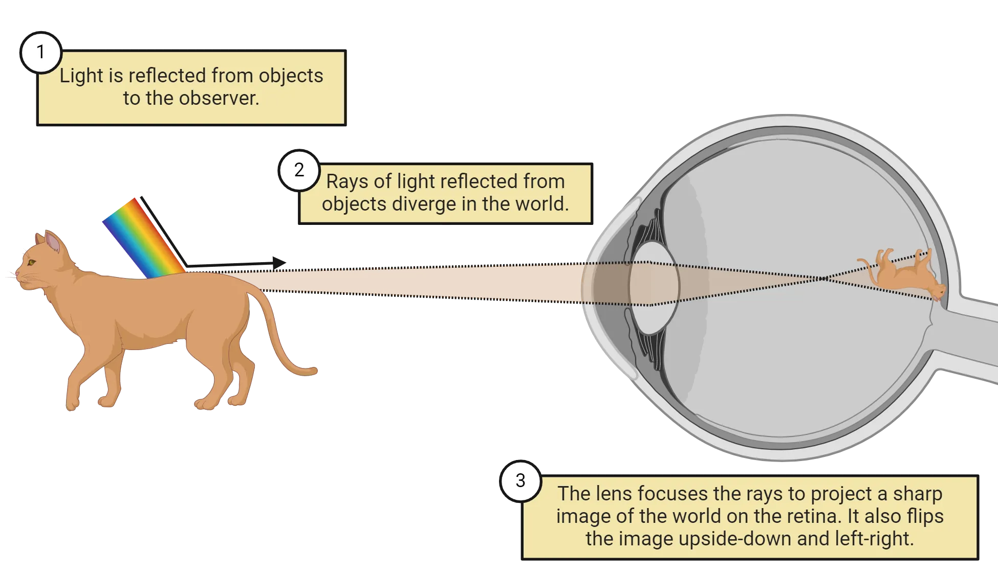 A diagram showing light reflecting off of a cat towards an eye, sagittally sliced to show lens and retina. 1) Light is reflected from the object to the observer. Incoming light has the whole visible spectrum. 2) An expanding ray of light just the color of the cat is shown reflecting from the cat towards the eyeball. Rays of light reflected from objects diverge in the world. 3) The lens focuses the rays to project a sharp image on the retina. It also flips the image upside-down and left-right.