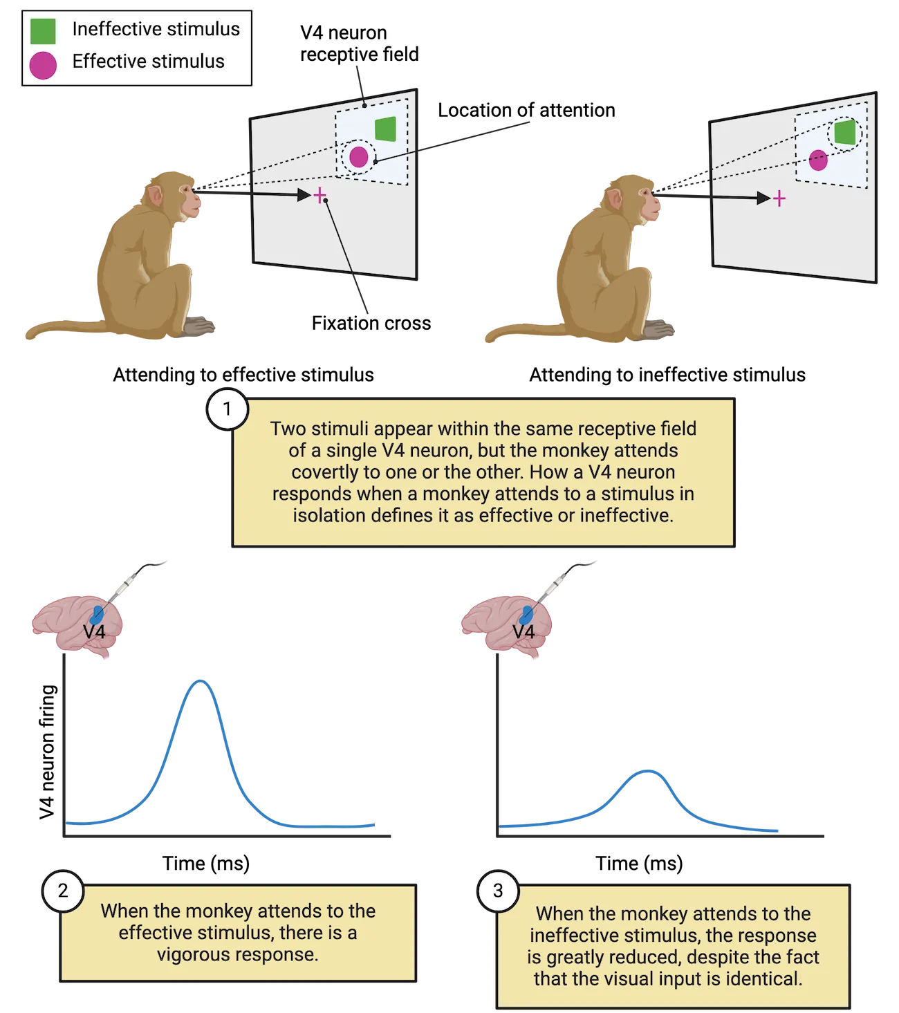 Top: A monkey looking at a screen and attending to different stimuli. Two stimuli appear within the same receptive field of a single V4 neuron, but the monkey attends covertly to one or the other. How a V4 neuron responds when a monkey attends to a stimulus defines it as effective or ineffective. Bottom: Two line graphs showing V4 neuron firing over time. When the monkey attends to the effective stimulus, there is a vigorous response. When the monkey attends to the ineffective stimulus, the response is greatly reduced, despite the fact that the visual input is identical.