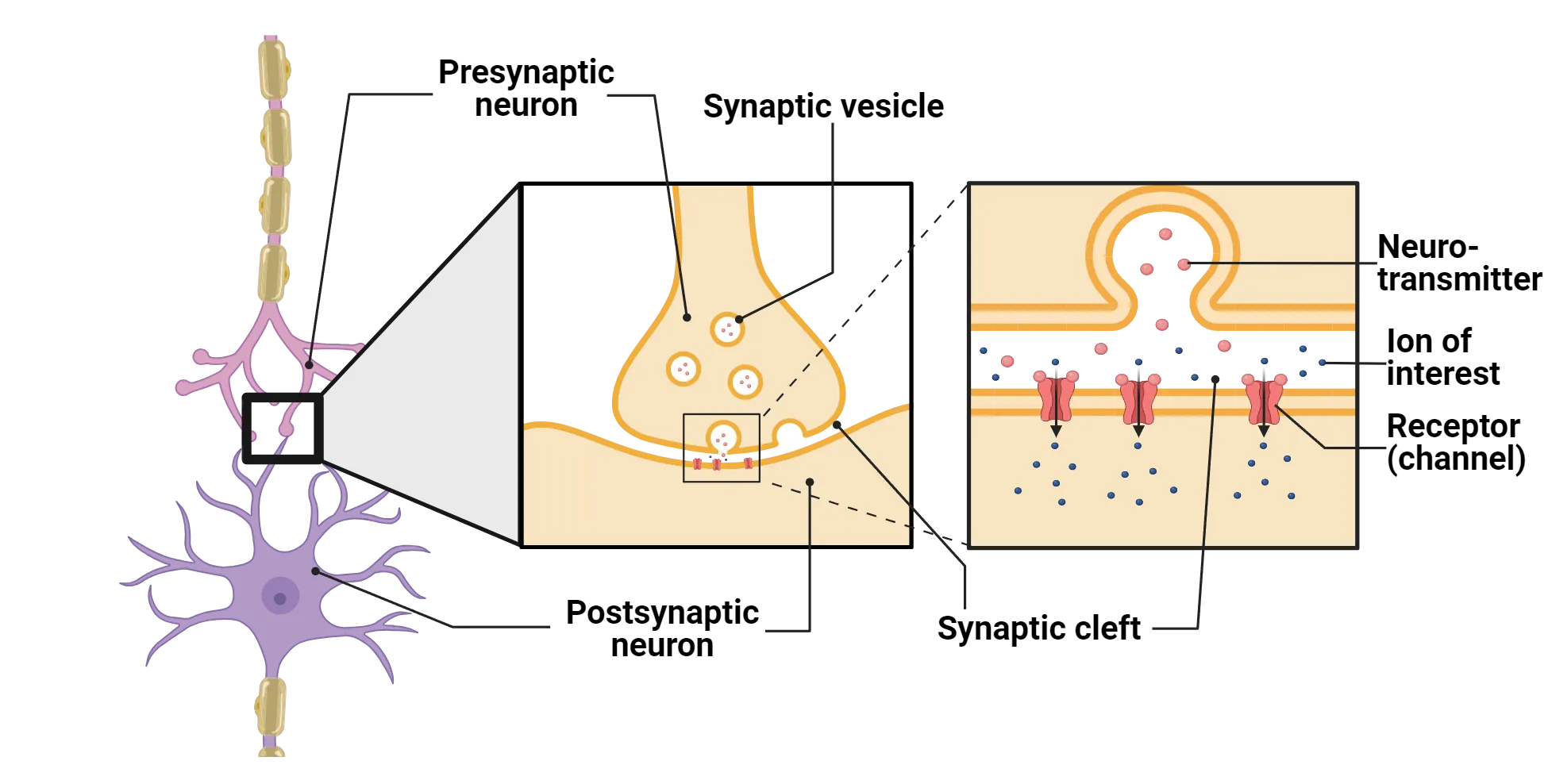 Left shows one neuron contacting another at a synapse. Right shows a zoom-in on that synapse, highlighting presynaptic neuron with synaptic vesicles. Neurotransmitter is released on postsynaptic neuron via the synaptic cleft. Neurotransmitter binds receptors of the postsynaptic side. Ions flow into the postsynaptic cell.