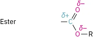 Ester has carbon with open bond and partial positive charge double bonded to oxygen and single bonded to another oxygen with partial negative charges. Oxygen is bonded to another carbon.