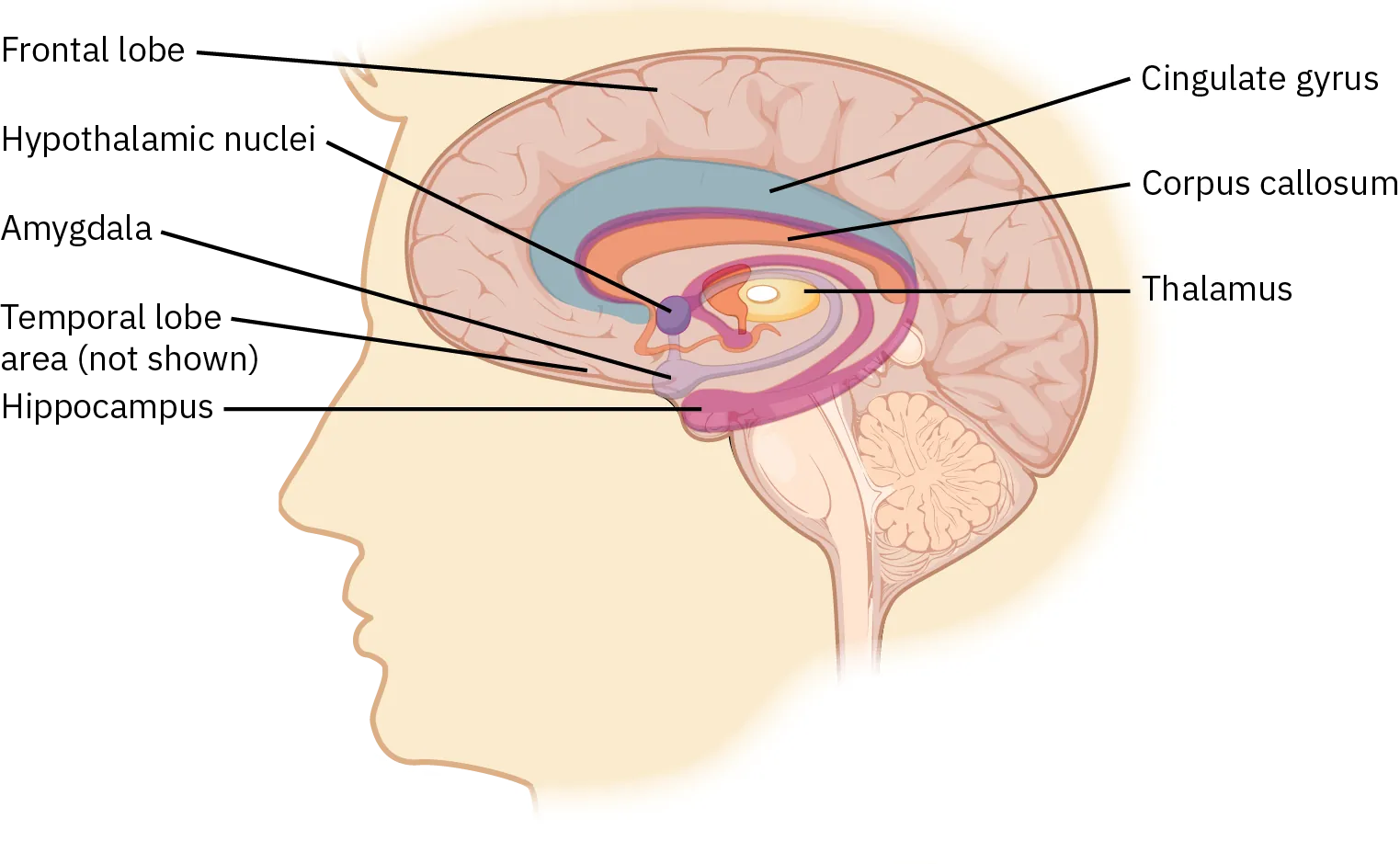 A diagram shows where common areas of the brain that are involved in seizures and epilepsy are located. At the top center of the brain is the Cingulate gyrus. Below that is the Corpus callosum. At the center is the Thalamus. Closer to the face is the Hypothalamic nuclei. Below that is the Amygdala. Below that is the Hippocampus.