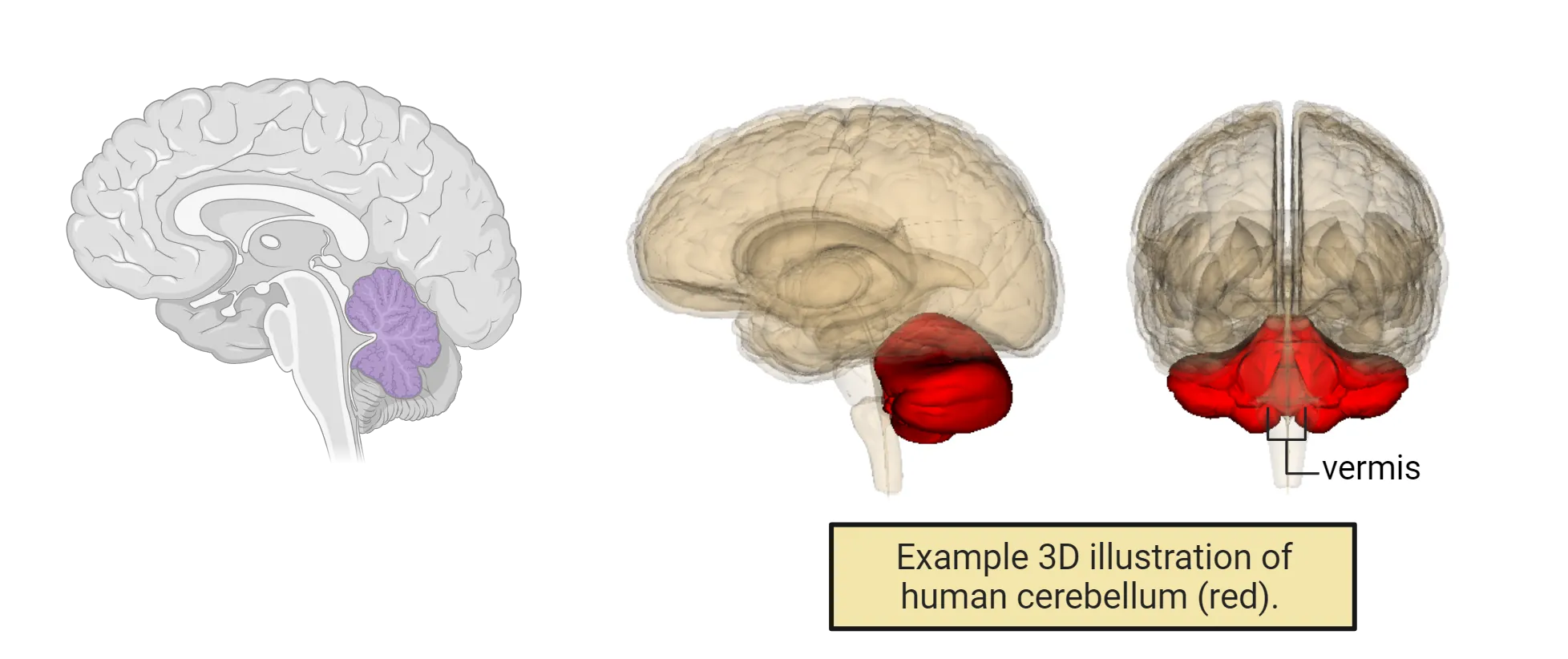 Diagram of midsagittal view of human brain with cerebellum highlighted on the dorsal, caudal side of the brain. A 3D human brain illustration also shown with cerebellum highlighted. The vermis, the middle portion joining the two cerebellar lobes, is labeled.
