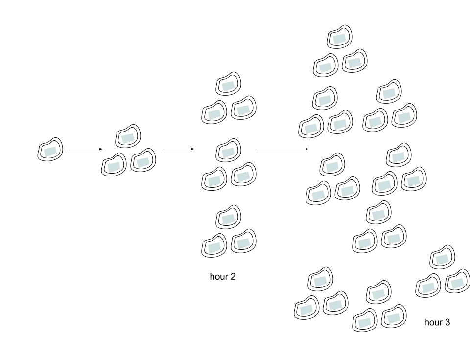 A continuation of bacteria growth from hour 2 with 9 cells and hour 3 with 27 cells.