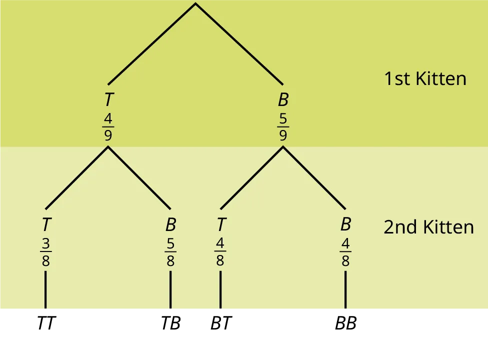 This is a tree diagram with branches showing probabilities of kitten choices. The first branch shows two lines: T 4/9 and B 5/9. The second branch has a set of 2 lines for each first branch line. Below T 4/9 are T 3/8 and B 5/8. Below B 5/9 are T 4/8 and B 4/8. Multiply along each line to find probabilities of possible combinations.