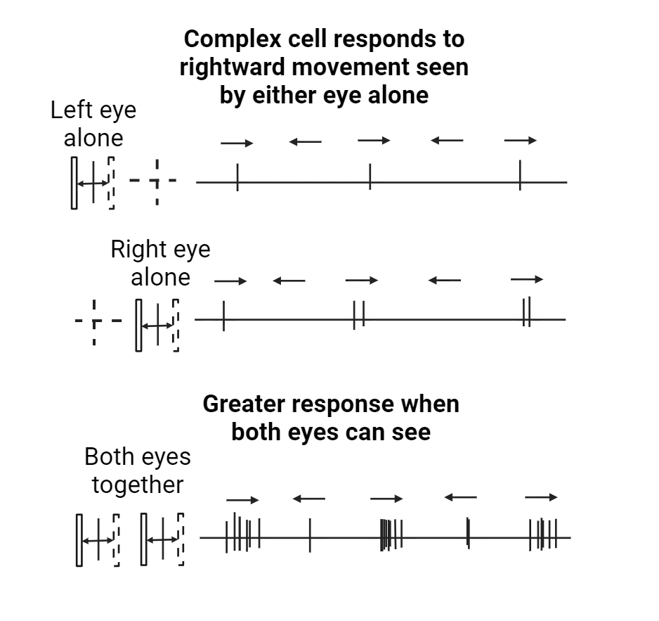 Diagrams to represent how a bar moves rightward across the receptive field of a complex cell when seen by left eye, right eye or both eyes, along with representation of action potential firing. When either right or left eye sees the bar moving, some action potential firing occurs. When both eyes see the bar moving, there is much greater action potential response.