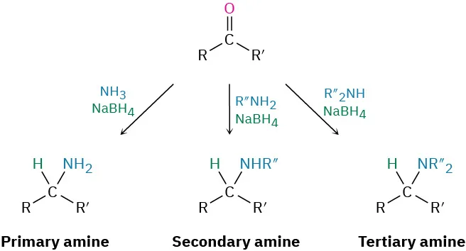 A carbonyl compound reacts with ammonia and sodium borohydride to form a primary amine. It undergoes two reaction with primary and secondary amine to form secondary and tertiary amine, respectively.