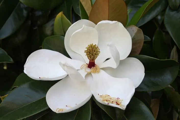 Photo of magnolia grandiflora. A cluster of carpels can be seen above the stamens, which have shed their pollen and begun to drop from the inflorescence. In the flower, the sepals and petals are undifferentiated and are collectively called tepals.
