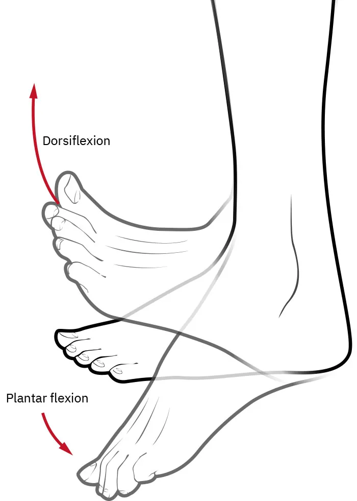 A diagram shows dorsiflexion and plantar flexion of a foot.