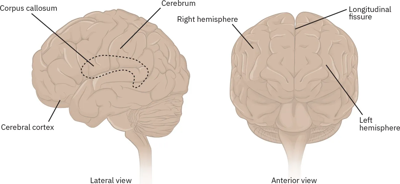 The image is a labeled diagram of the human brain, showing both lateral and anterior views. The lateral view, on the left, displays the side of the brain, highlighting the corpus callosum, cerebrum, and cerebral cortex. The anterior view, on the right, shows the front of the brain, labeling the longitudinal fissure, left hemisphere, and right hemisphere. The corpus callosum is indicated with a dashed line within the cerebrum in the lateral view. The brain is illustrated in a neutral color, with labels pointing to the key parts for clarity.