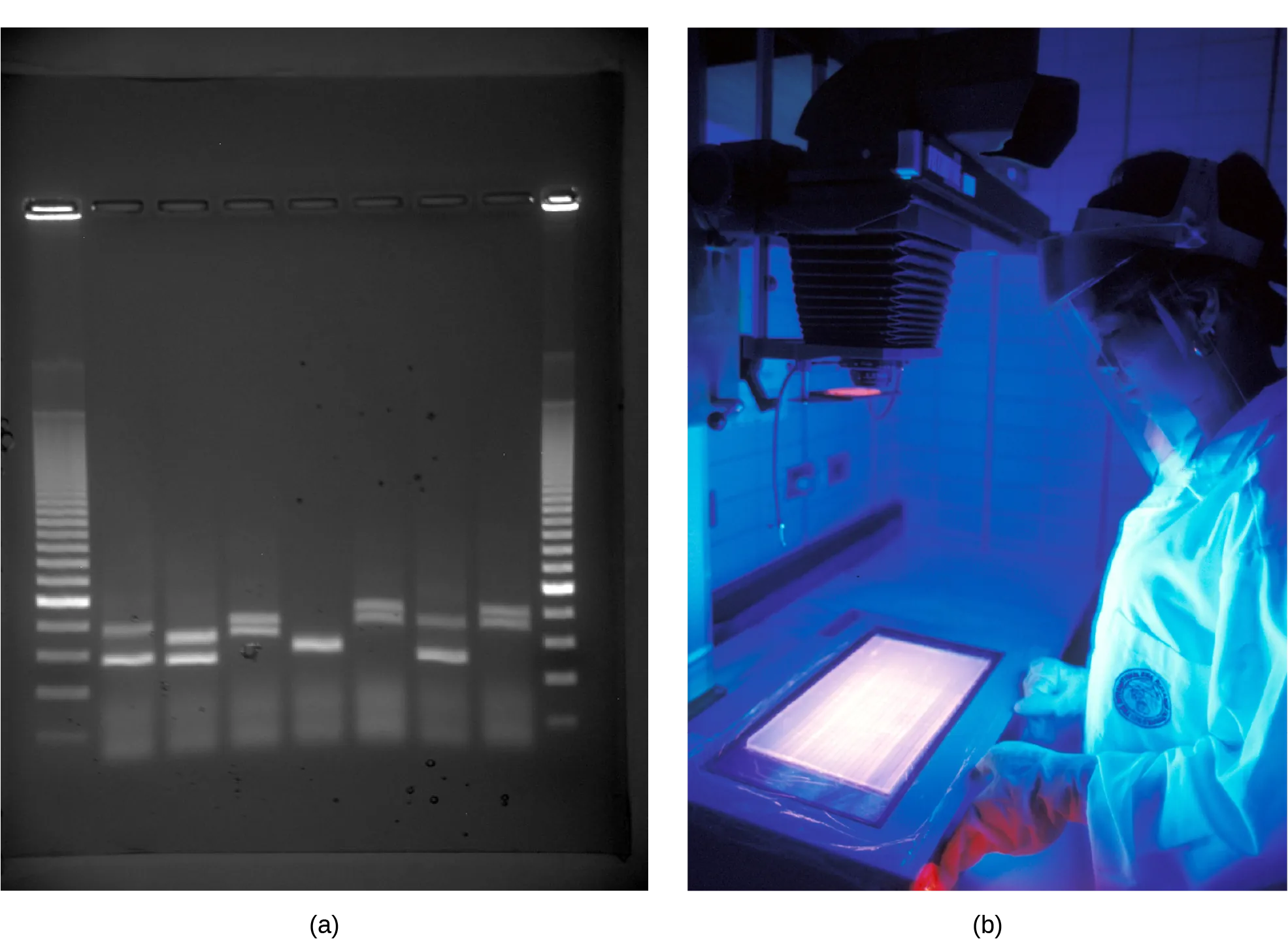 Photo shows an agarose gel illuminated under U V light. The gel contains nine lanes from left to right. Each lane was loaded with a sample containing D N A fragments of differing size that separated as they travelled through the gel from top to bottom. The D N A appears as thin, white bands on a black background. Lanes one and nine contain many bands from a D N A standard. These bands are closely spaced toward the top, and spaced farther apart further down the gel. Lanes two through eight contain one or two bands each. Some of these bands are identical in size and run the same distance into the gel. Others run a slightly different distance, indicating a small difference in size. Image b shows a researcher working at a machine where she is observing D N A under ultraviolet light.