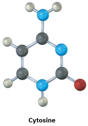 The ball and stick model of cytosine.