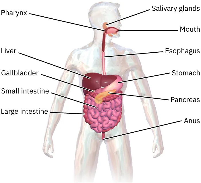 Illustration of gastrointestinal system in a human being, with labels for: salivary glands, pharynx, mouth, esophagus, liver, stomach, gallbladder, pancreas, small intestine, large intestine, and anus.