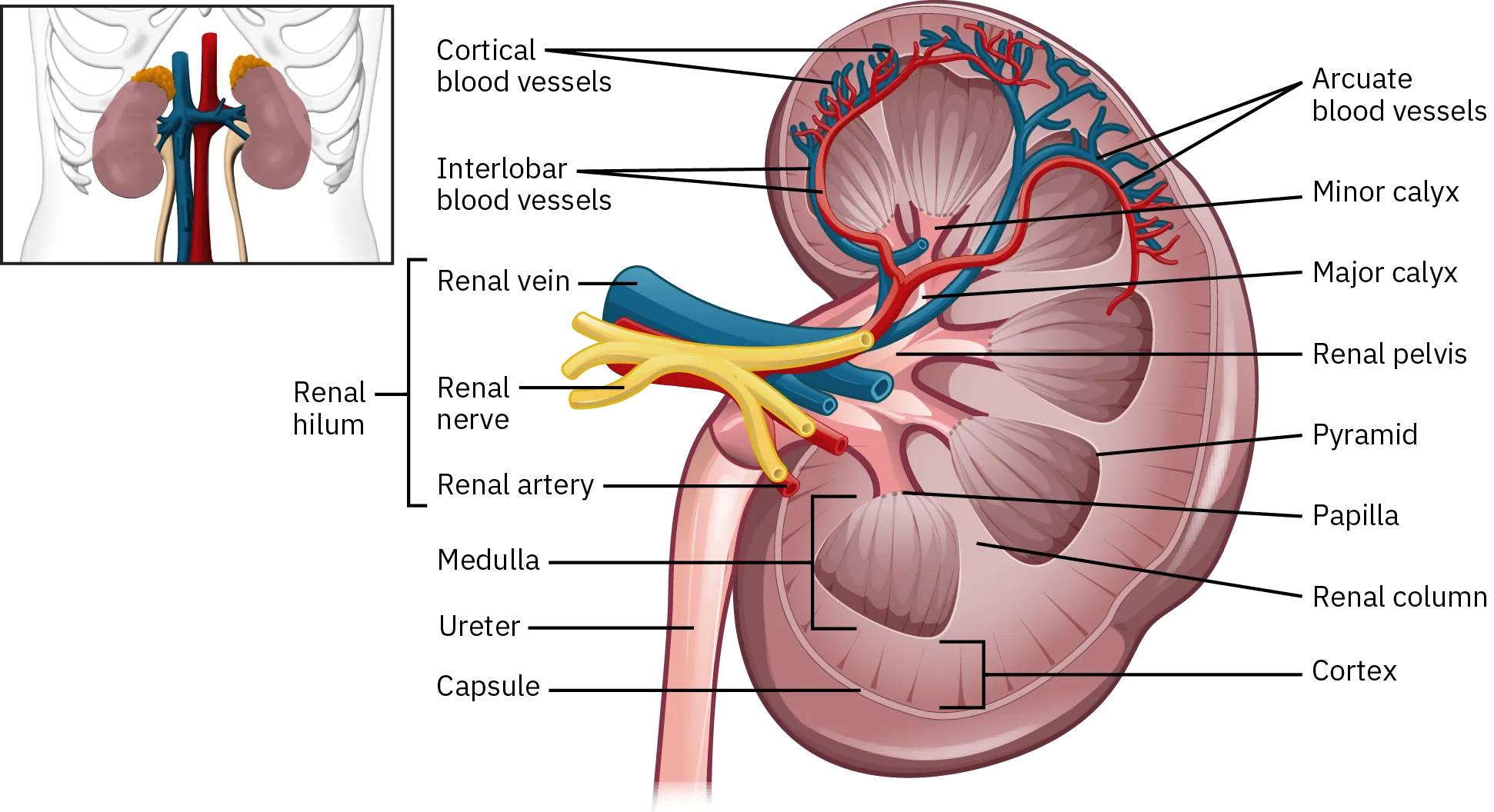 A diagram of a kidney shows 6 pyramids separated by renal columns. The narrower end of the pyramids point toward each other, forming almost a semi-circle shape. The pyramids connect to the minor calyces, which connect to the major calyces, moving the urine from the pyramids to the renal pelvis and then the ureter. The renal hilum, consisting of the renal vein, renal nerve, and renal artery enters the kidneys near the renal pelvis. The renal vein and artery branch off throughout the kidney, becoming interlobar blood vessels, cortical blood vessels, and arcuate blood vessels.