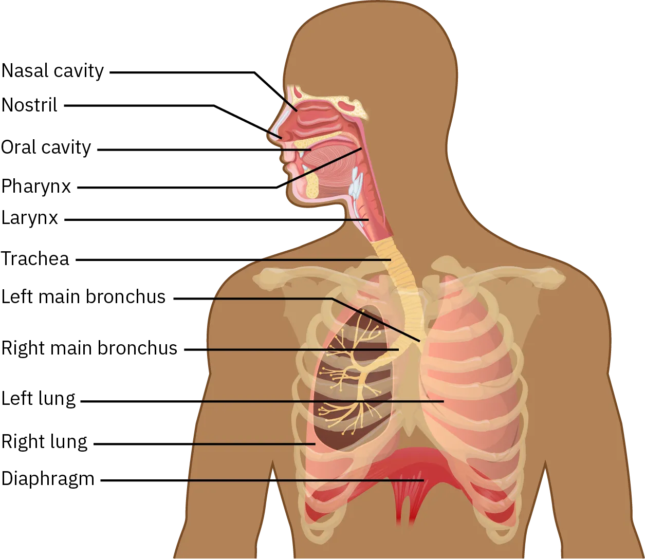 A diagram of the major respiratory structures from the nasal cavity to the diaphragm. They are: nasal cavity, nostril, oral cavity, pharynx, larynx, trachea, left main bronchus, right main bronchus, left lung, right lung, and diaphragm.