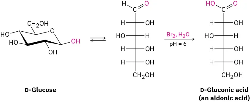 The Haworth projection of D-glucose is converted to its Fischer projection. It reacts with bromine, water at pH 6 to form D-gluconic acid.