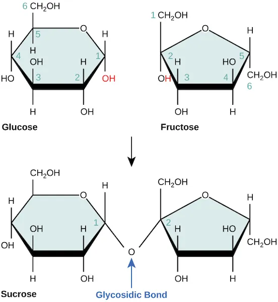 The formation of sucrose from glucose and fructose is shown. In sucrose, the number one carbon of the glucose ring is connected to the number two carbon of fructose via an oxygen.