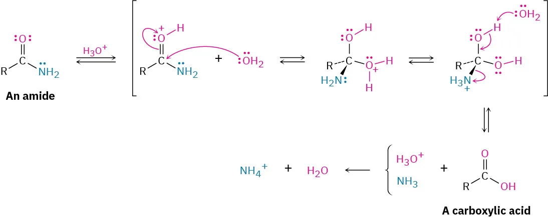The curly arrow mechanism for the acid-mediated hydrolysis of an amide to a carboxylic acid, Three tetrahedral intermediates are shown in parentheses.