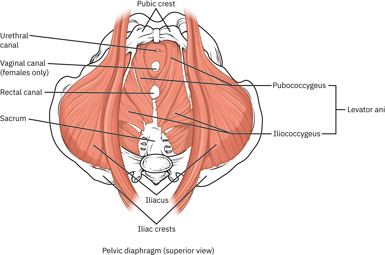 Image of superior view of pelvic diaphragm, labeled with: pubic crest, urethral canal, vaginal canal (females only), rectal canal, sacrum, levator ani (includes pubococcygeus and iliococcygeus), iliacus, and iliac crests.