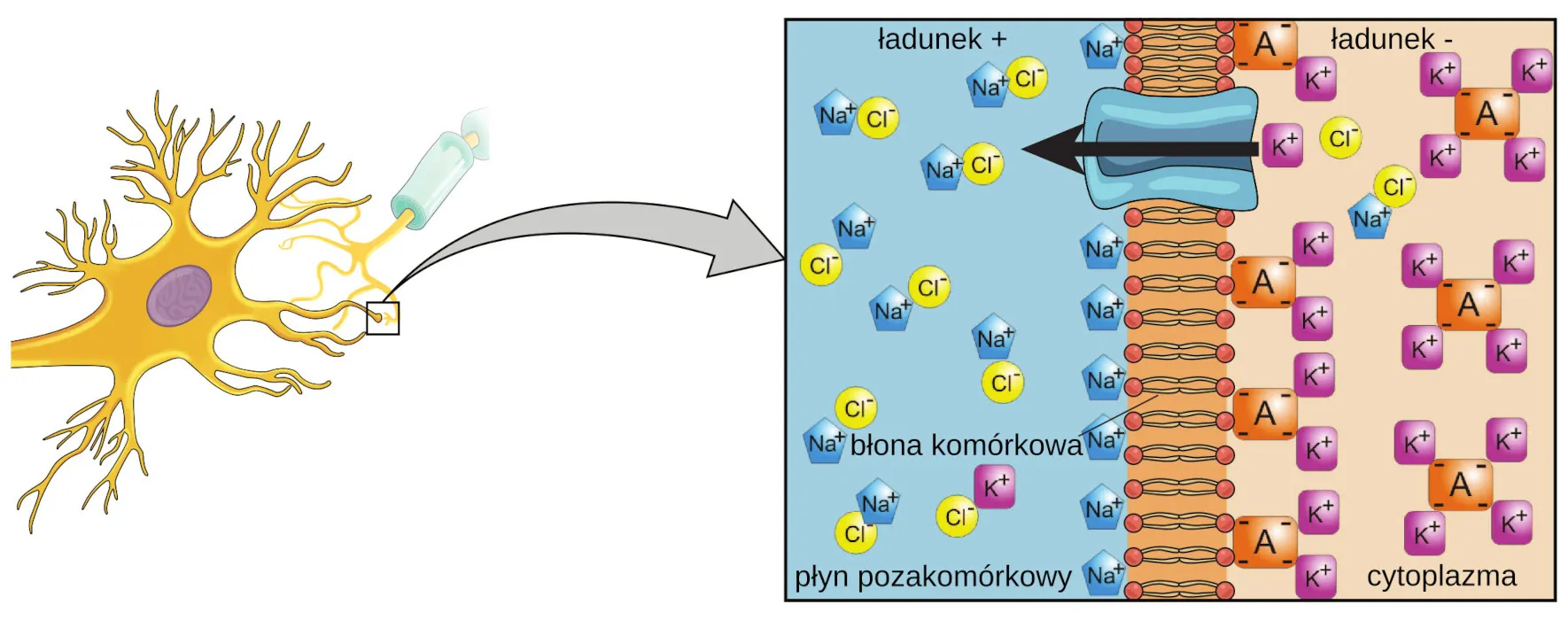 Zbliżenie ukazujące różnicę ładunku między wnętrzem komórki a jej zewnętrzem i to, jak ładunki Na+ i K+ koncentrują się w pobliżu błony komórkowej.