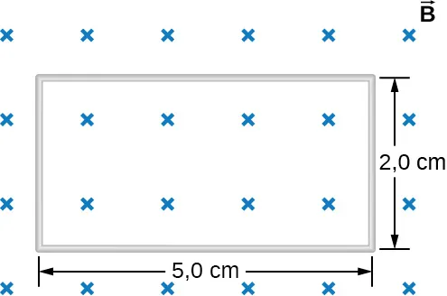 La figura muestra una bobina cuadrada con los lados de 2,0 y 5,0 cm. Un campo magnético uniforme B se dirige perpendicularmente a la bobina.
