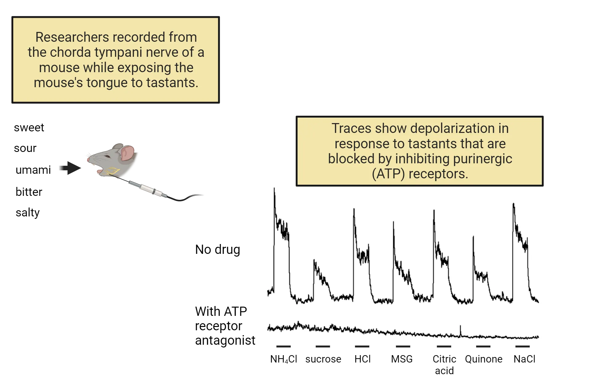 Left shows an illustration of recording from the chorda tympani nerve of a mouse while exposing the mouse's tongue to tastants. Right shows electrophysiological traces that reveal depolarization in response to tastants that are blocked by inhibiting purinergic (ATP) receptors.