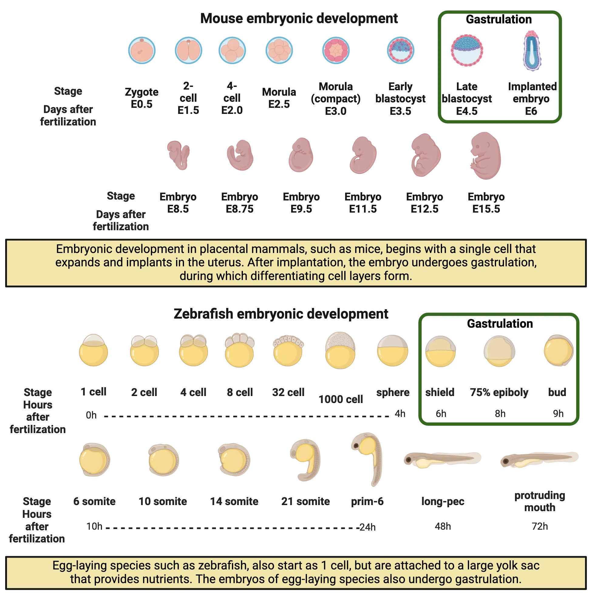 Two-part diagram showing parallel steps in embryonic development for mouse and zebrafish. For mouse: Embryonic development in placental mammals, such as mice, begins with a single cell that expands and implants in the uterus. After implantation, the embryo undergoes gastrulation, during which differentiating cell layers form. Egg-laying species such as zebrafish, also start as 1 cell, but are attached to a large yolk sac that provides nutrients. Egg-laying species embryos also undergo gastrulation. Relevant details of steps are described in the main text.