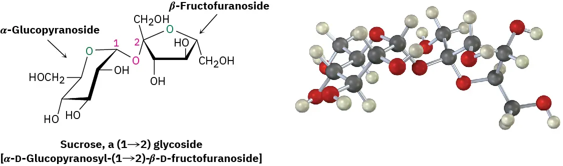 The structure and ball-and-stick model of sucrose which is a 1,2-glycoside. The beta-fructofuranoside and alpha-glucopyranoside in the structure are labeled.