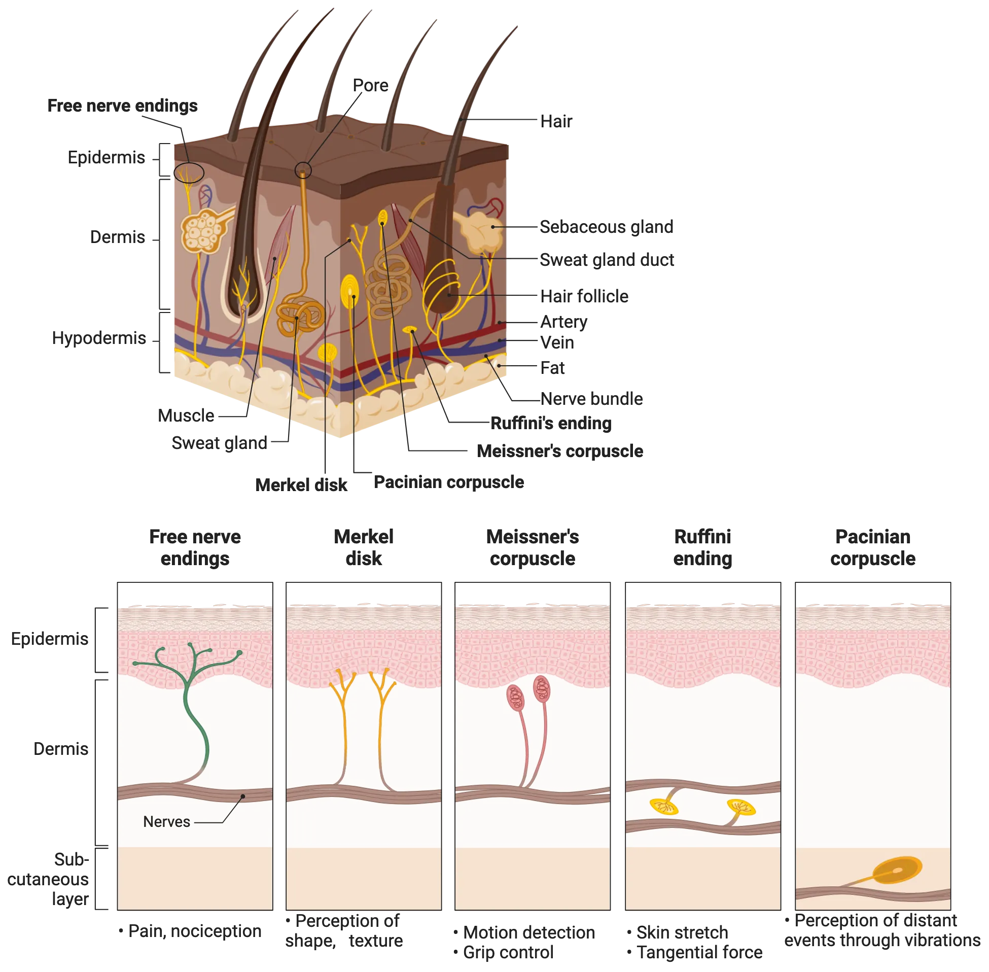 top: A diagram of a cube of skin, excised to show hypodermis, dermis and epidermis. Within the layers, major cells types and structures are shown. Bottom: A series of 5 panels, each showing a drawing of a cross-section of skin with a different major touch/pain receptor shown in its anatomical position.