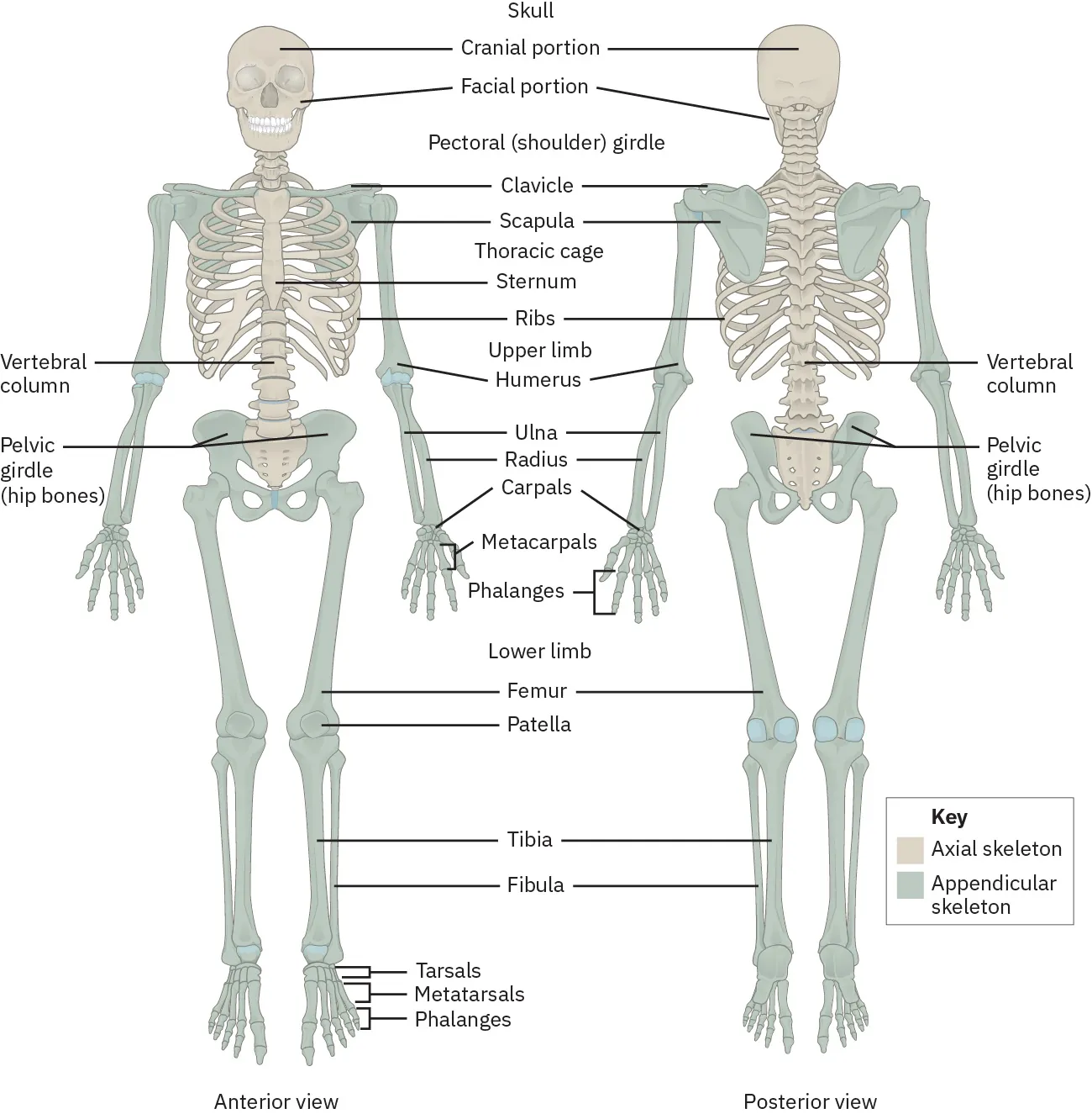 The image is an anatomical illustration of the human skeleton, showing both anterior and posterior views. Each major bone and bone group is labeled. In the anterior view (left), labels include the skull (cranial and facial portions), clavicle, scapula, thoracic cage, sternum, ribs, vertebral column, pelvic girdle (hip bones), upper limb (humerus, ulna, radius, carpals, metacarpals, phalanges), and lower limb (femur, patella, tibia, fibula, tarsals, metatarsals, phalanges). The posterior view (right) shows similar labels, highlighting the same bones from the back. The diagram also includes a key indicating the axial skeleton (shown in a beige color) and the appendicular skeleton (shown in a light green color). This detailed illustration provides a comprehensive view of the skeletal system, identifying the key structures from both front and back perspectives.