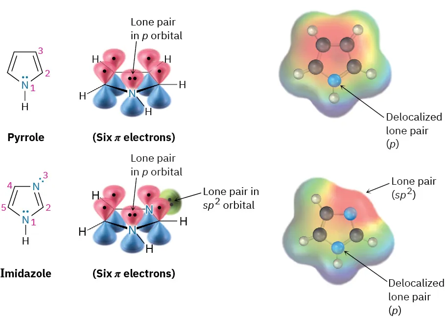 Structures, orbital representations, and ball-and-stick model along with electrostatic potential maps of pyrrole and imidazole. The lone pair in p and s p 2 orbital is labeled in both structures.