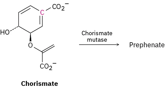 The reaction of chorismate in the presence of chorismate mutase to form prephenate.